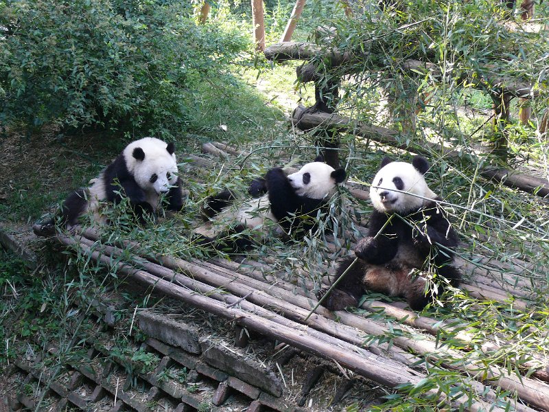 Pandas (013).jpg